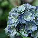 Hortensia 80 blauw 3.webp