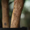 Hortensia UV Kunstplant Deluxe Cerise 65cm