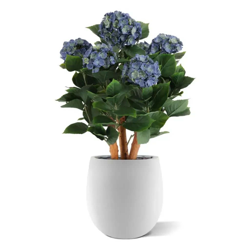 Hortensia Blauw 65 3.webp