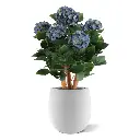 Hortensia Blauw 65 3.webp