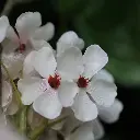 Perenbloesem tak 100 3.webp