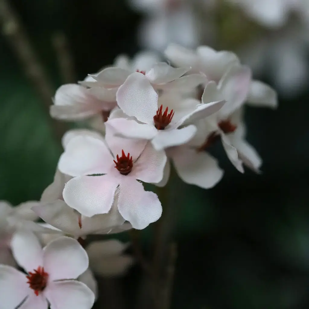 Perenbloesem tak 100 2.webp