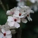 Perenbloesem tak 100 2.webp