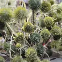 Distel 85 groen 3.webp