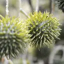 Distel 85 groen 4.webp