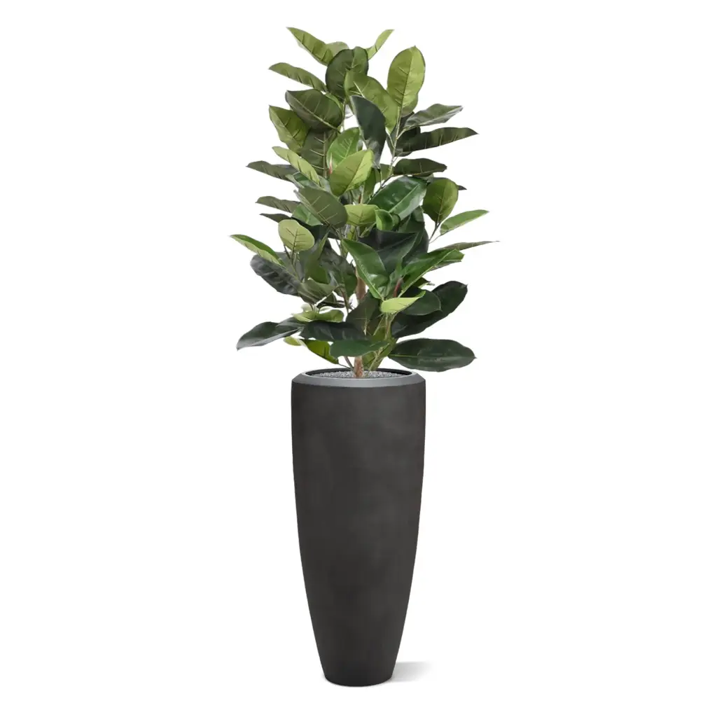 Elastica robusta 120 groen 3.webp