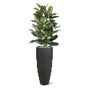 Elastica robusta 120 groen 3.webp