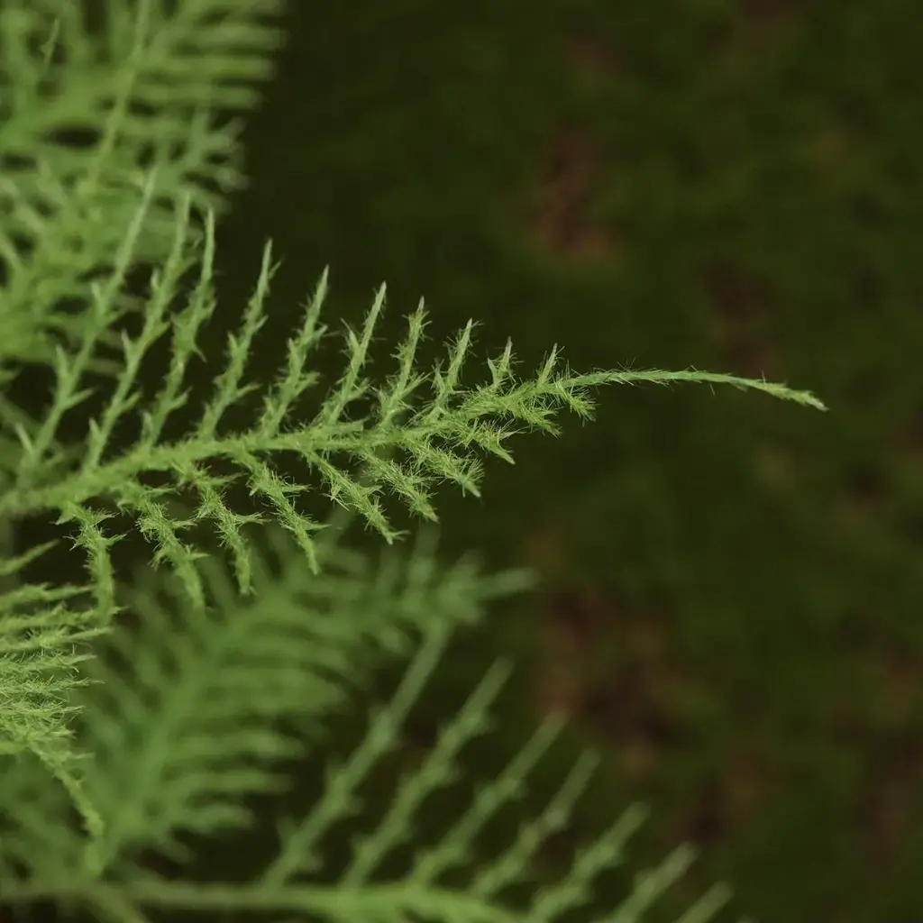 Asparagus 40 3.webp