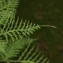 Asparagus 40 3.webp