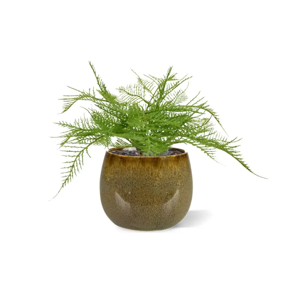 Asparagus 40 2.webp