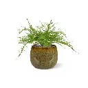 Asparagus 40 2.webp