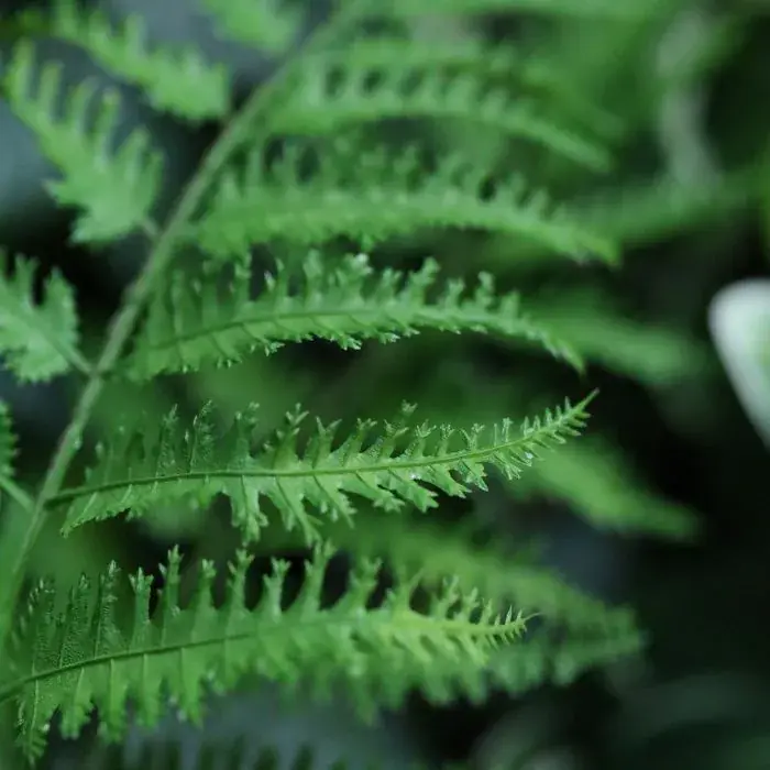 Pteris 40 cm 2.webp