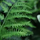 Pteris 40 cm 2.webp