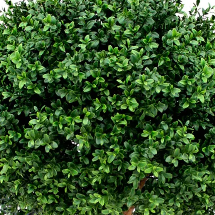 buxus bal uv 60 4.webp