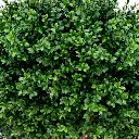 buxus bal uv 60 4.webp