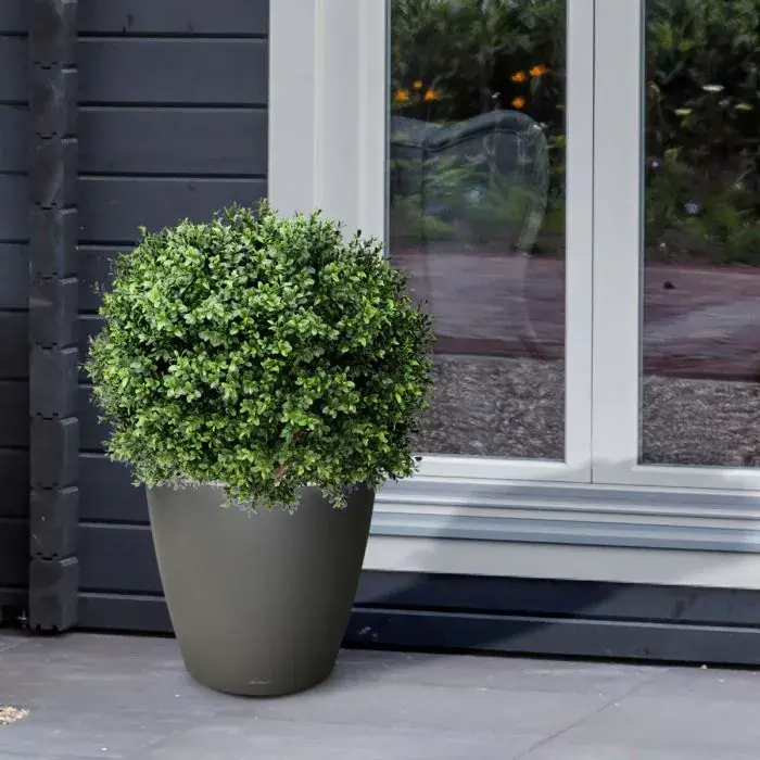 buxus bal uv 60 3.webp