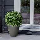 buxus bal uv 60 3.webp