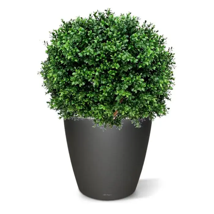 buxus bal uv 60 2.webp