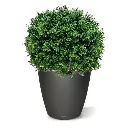 buxus bal uv 60 2.webp