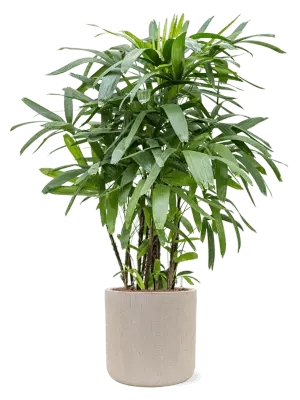Raindrop - cylinder - beige - 41 cm 2.webp
