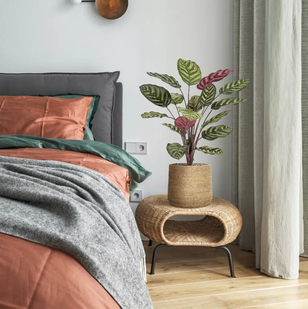 Red calathea FR 3.webp