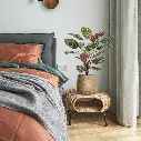 Red calathea FR 3.webp