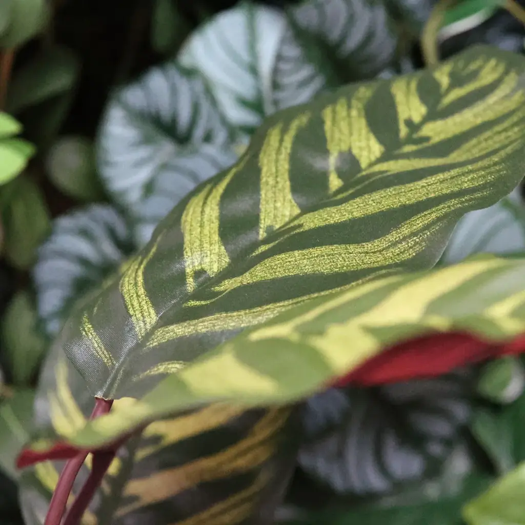 Red calathea FR 4.webp