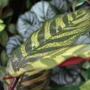 Red calathea FR 4.webp