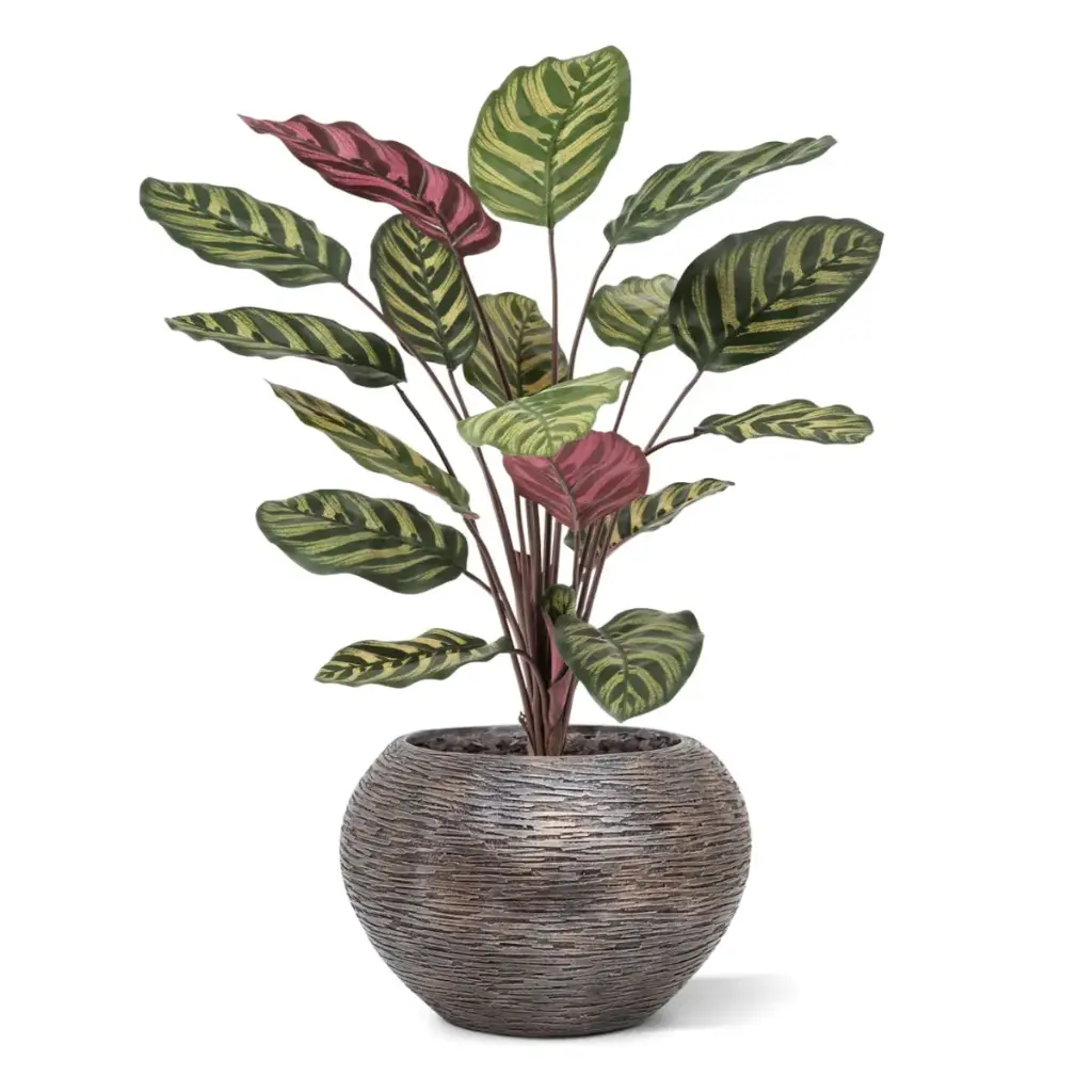 Red calathea FR 2.webp