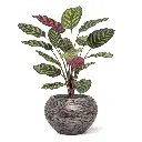 Red calathea FR 2.webp