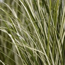 Kunst Rietgras plant 60cm - groen/creme