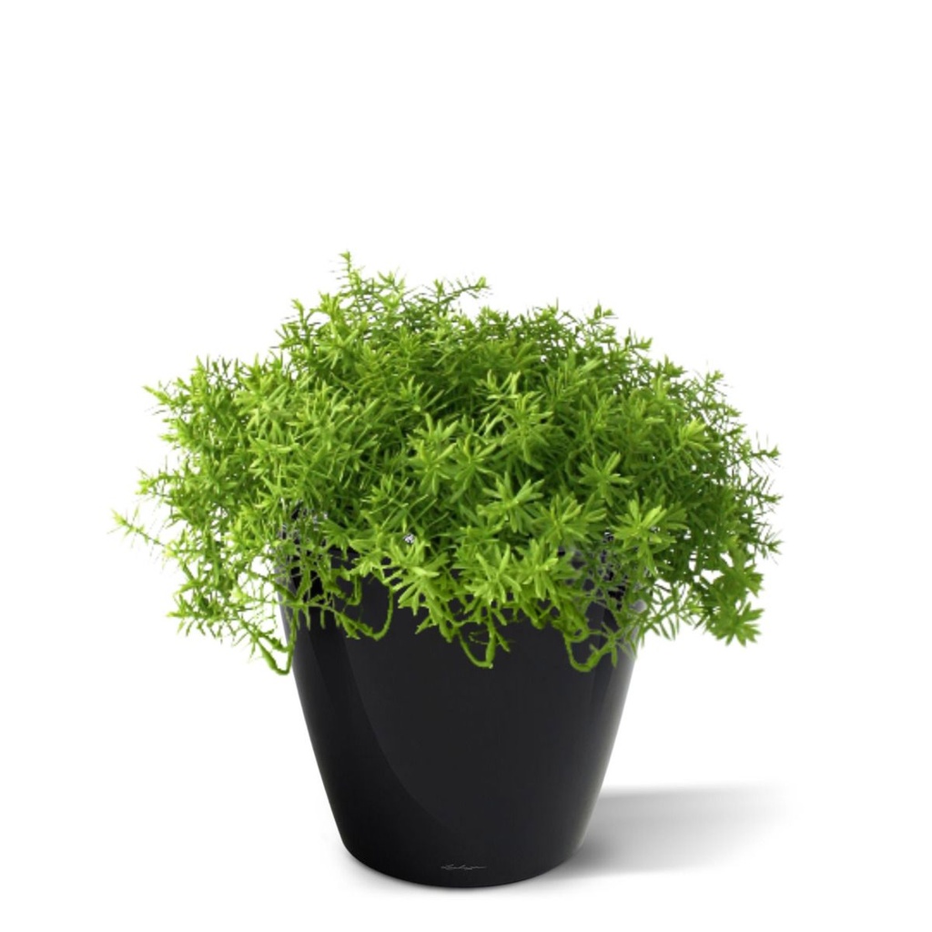 Senecio vetplant 20cm