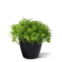 Senecio vetplant 20cm