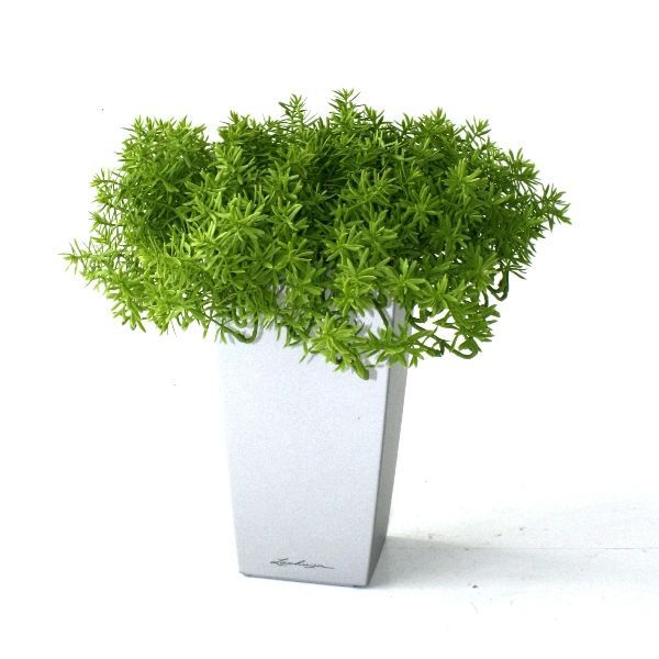 Senecio vetplant 20cm