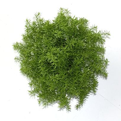 Senecio vetplant 20cm