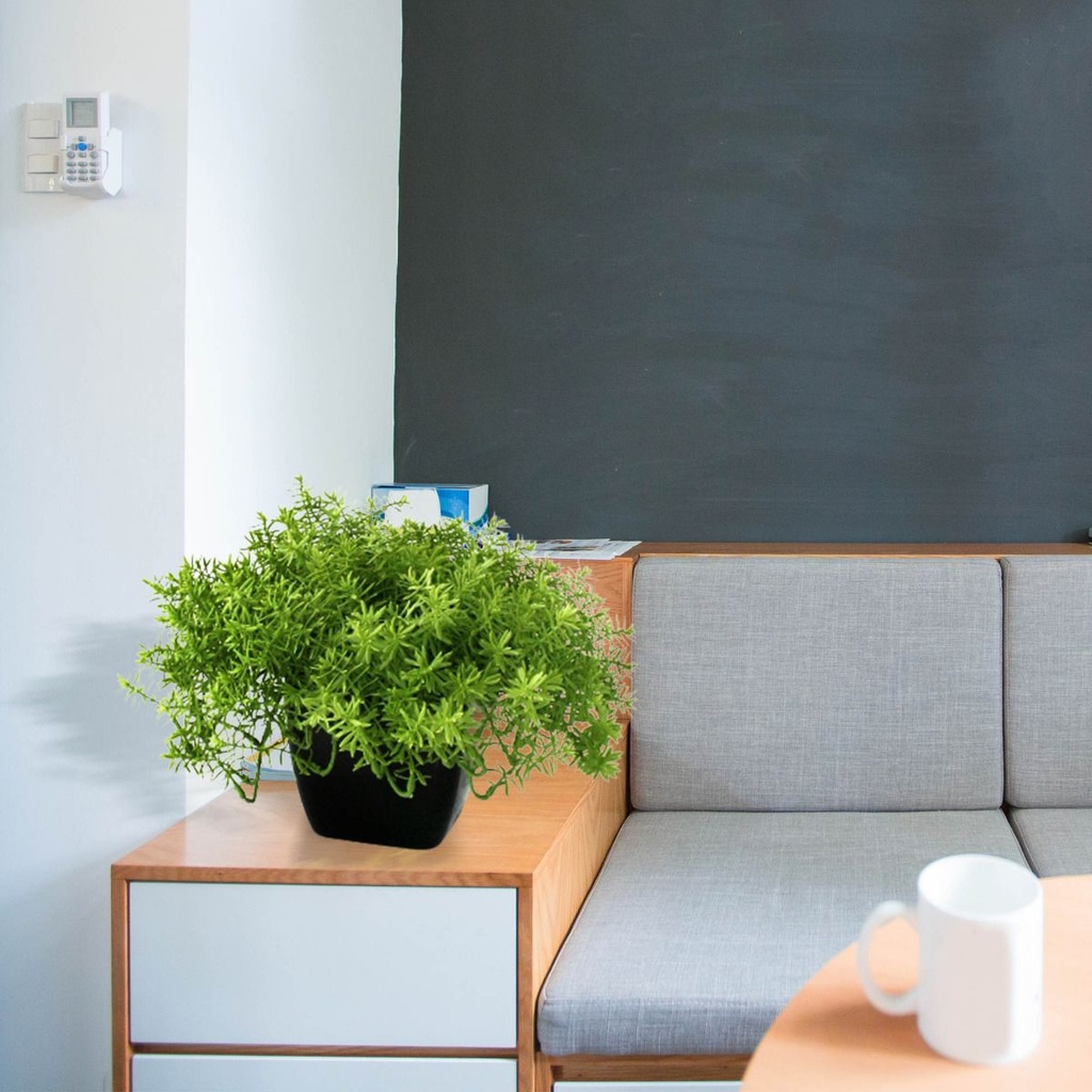 Senecio vetplant 20cm