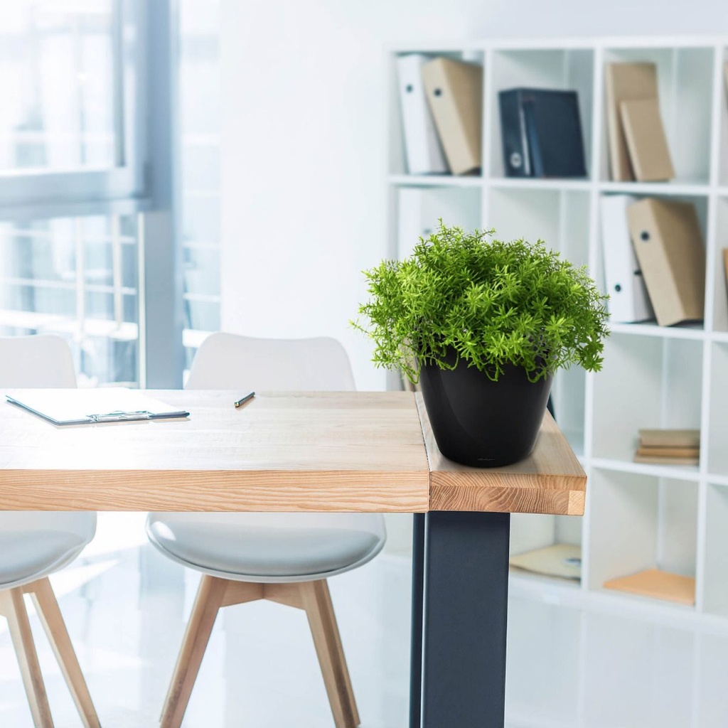 Senecio vetplant 20cm