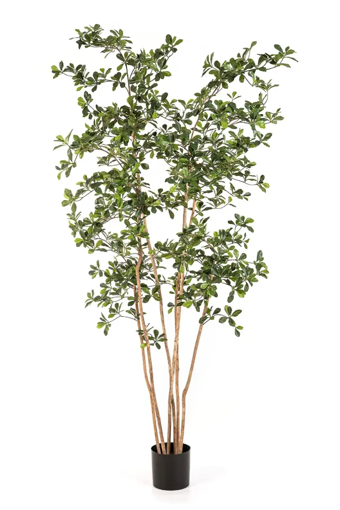 Oriental Black Olive Tree 210 cm