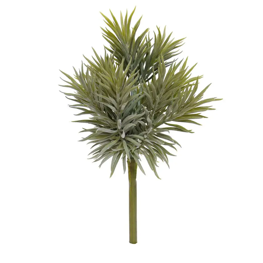 Peperomia Happy Bean boeket - 23 cm