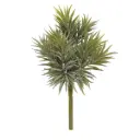 Peperomia Happy Bean boeket - 23 cm