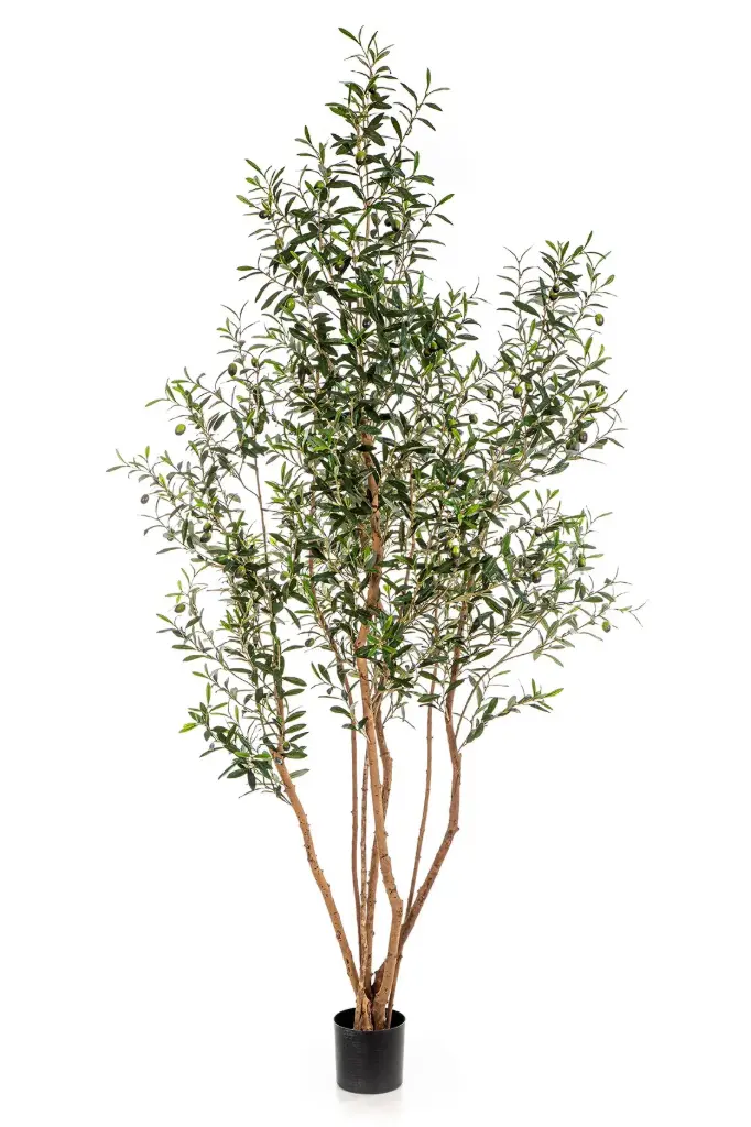 Olijf struik 220 cm