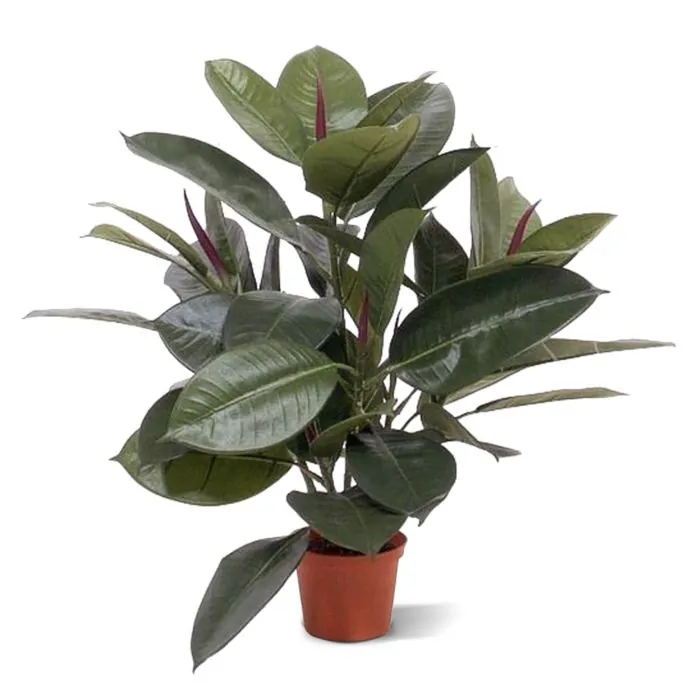 Elastica Robusta deluxe kunstplant 50cm 