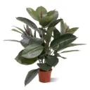 Elastica Robusta deluxe kunstplant 50cm 