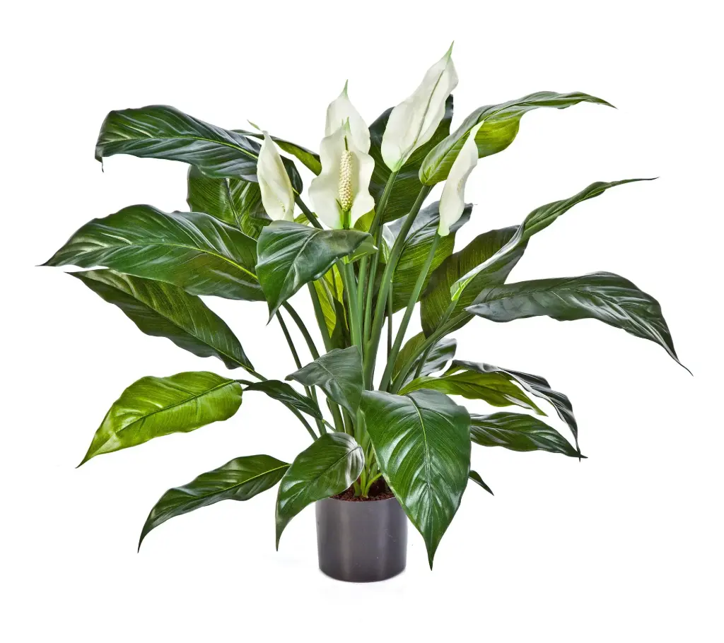 Lepelplant kunstplant - 73 cm