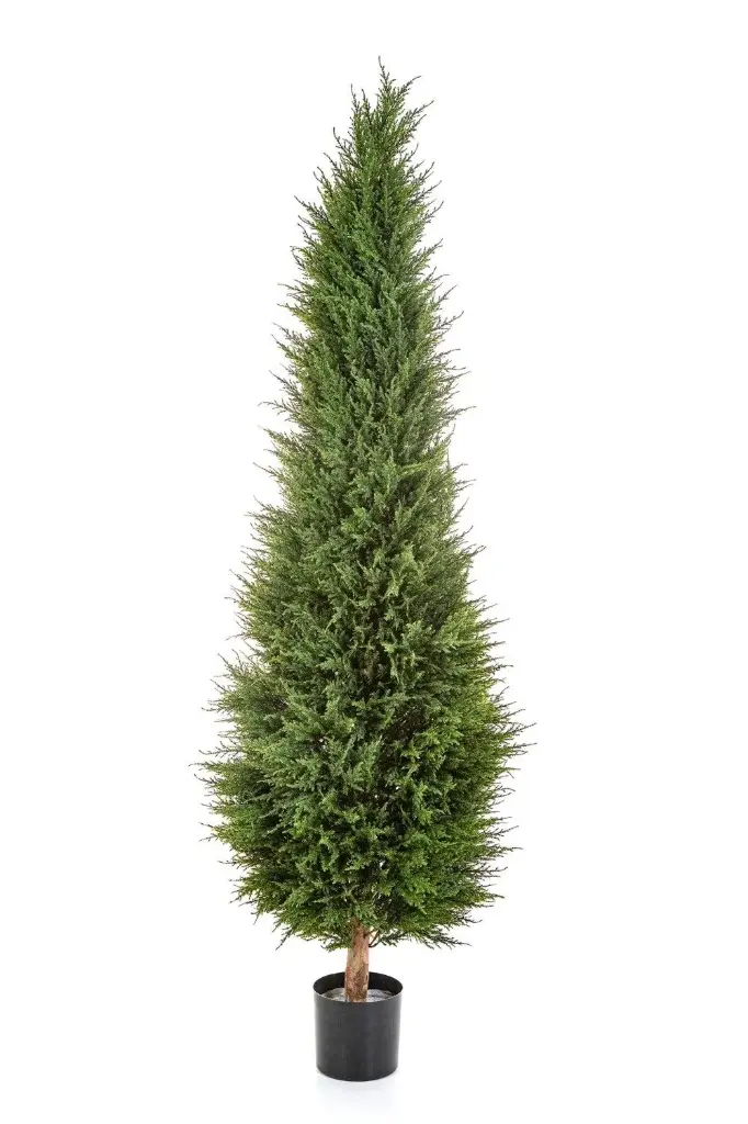Cypress Tower Tree 180 cm