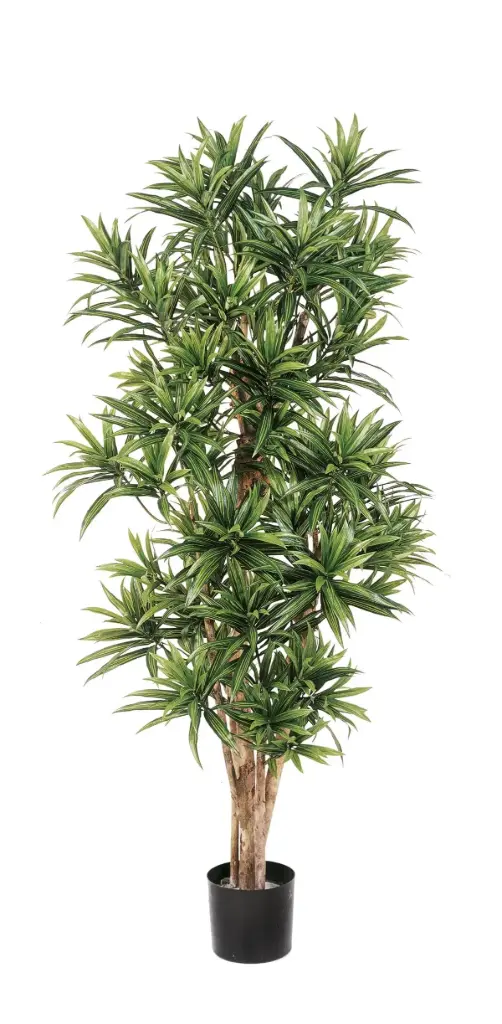 Draceana Reflexa groen 180 cm - FR
