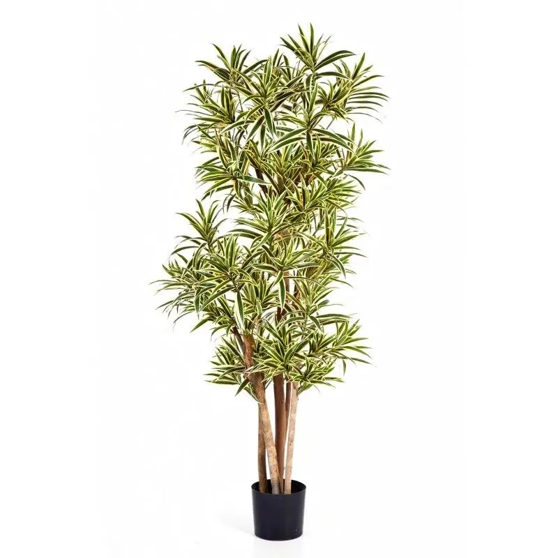 Draceana Reflexa bont 150 cm - FR