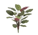Red Calathea Makoyana kunstplant 60 cm - FR