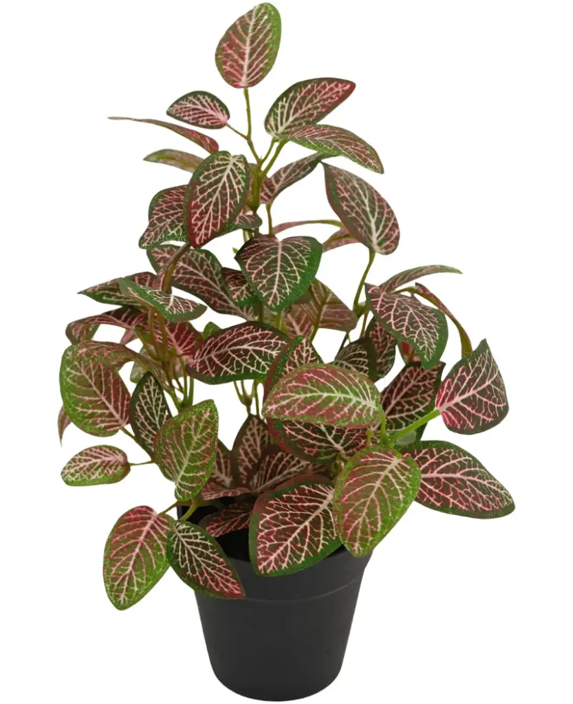 Fittonia Rood 25 cm