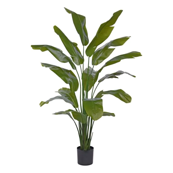 Strelitzia Palm 190 cm